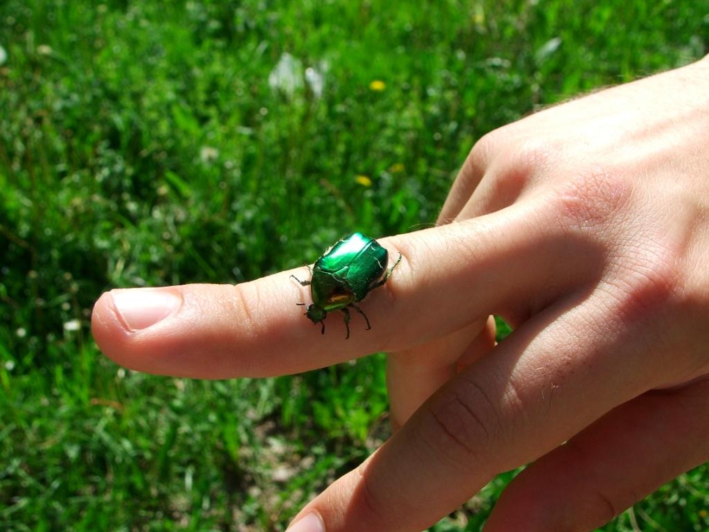 Cetonischema aeruginosa? Cetonia aurata